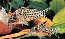 Corydoras ambiacus